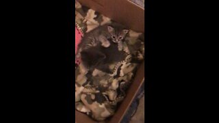 Days old kittens start to Wrestle￼