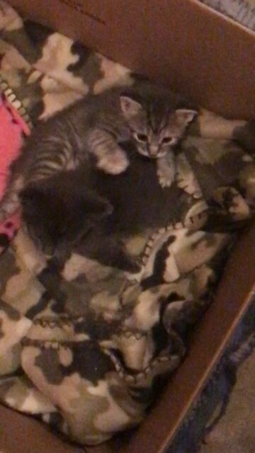 Days old kittens start to Wrestle￼