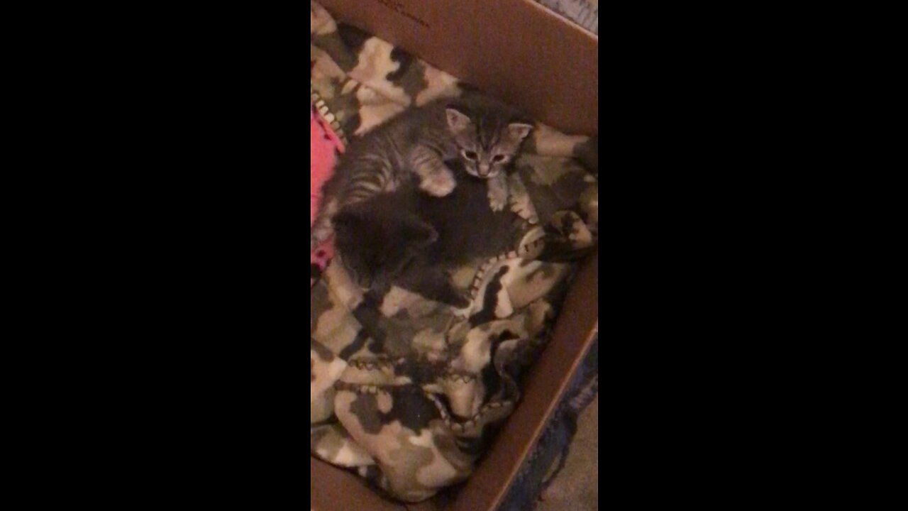 Days old kittens start to Wrestle￼