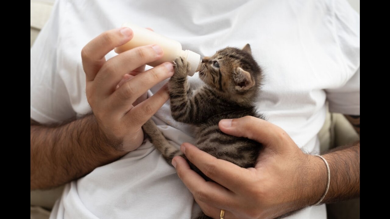 Beautiful and cute cat feeding from bottle