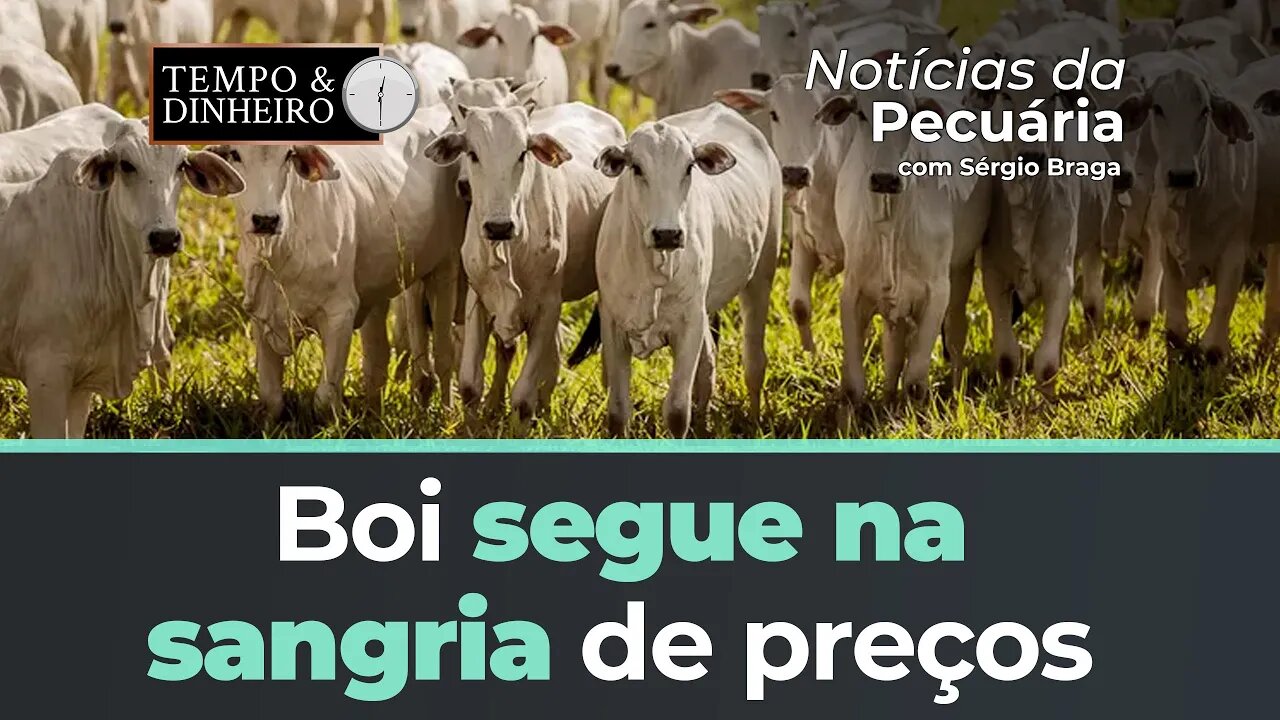 Boi segue na sangria de preços no mercado físico e na B3
