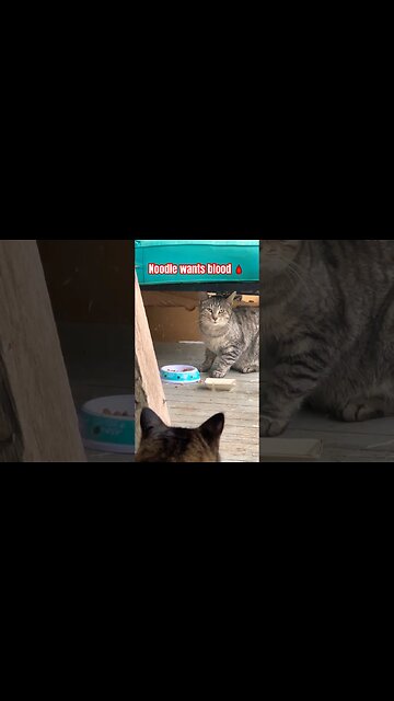 Noodle is a old man about his property | funny cat videos #shorts#funnycats#bestcats