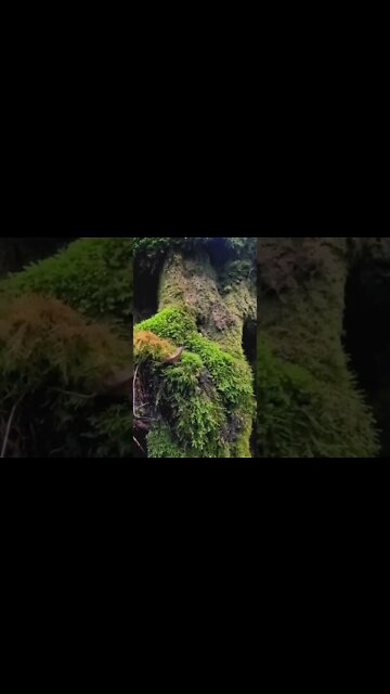 beautiful mossy tree