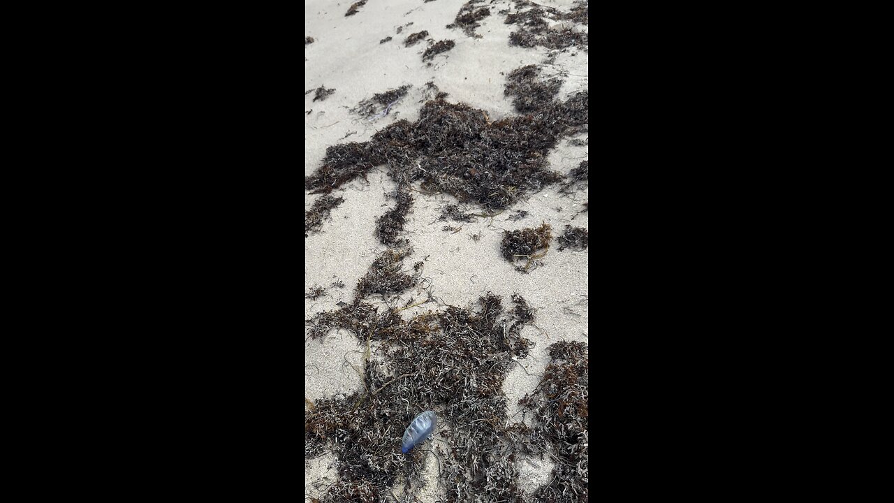 Portuguese man o' war #floridalife #florida