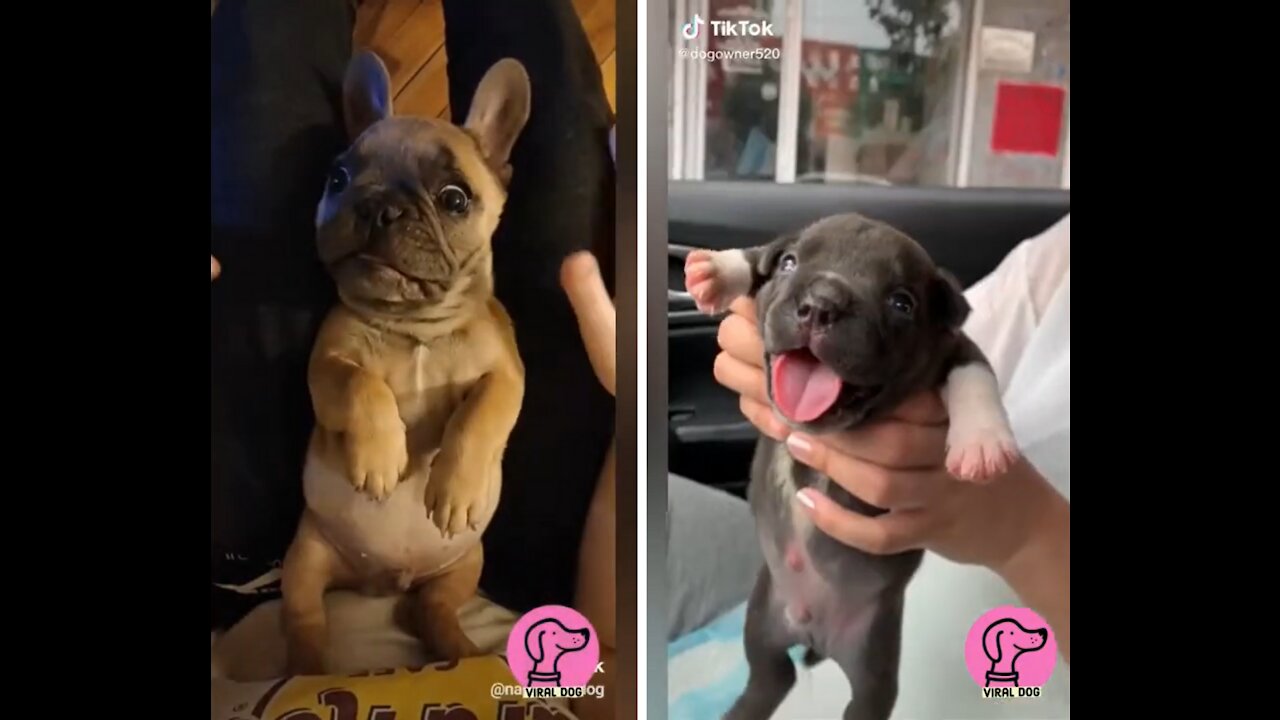 VIRAL DOGS of TIK TOK 2021 BABY DOGS 🐣