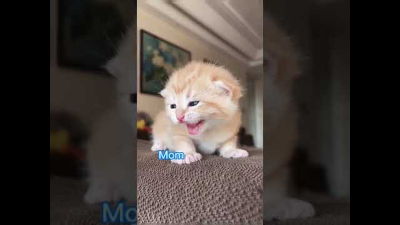 Lovely Cat, funny cats, funny cat videos - 🐱Mom,where are you