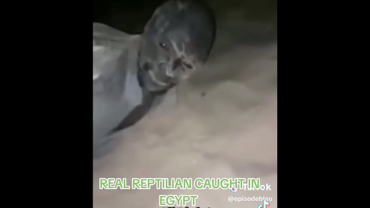 Real Reptilian Caught In Egypt 🇪🇬 ( & Pretending To Be A Gray Cat 🐈‍⬛? )