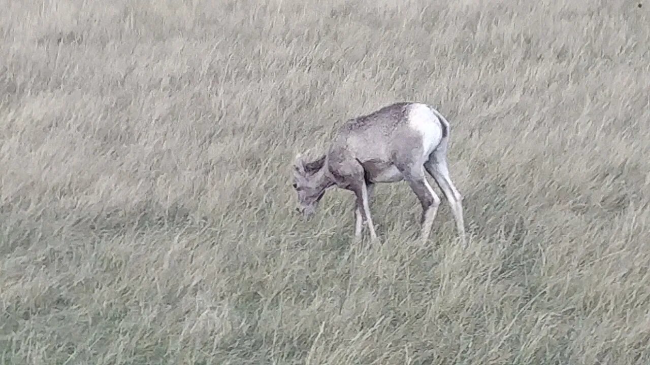 Bighorn sheep in Badlands National Park