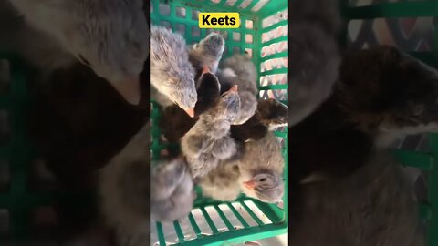 Newly hatched guinea fowl keets