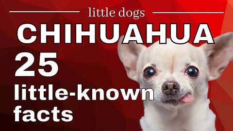 25 LITTLE-KNOWN FACTS about CHIHUAHUA.