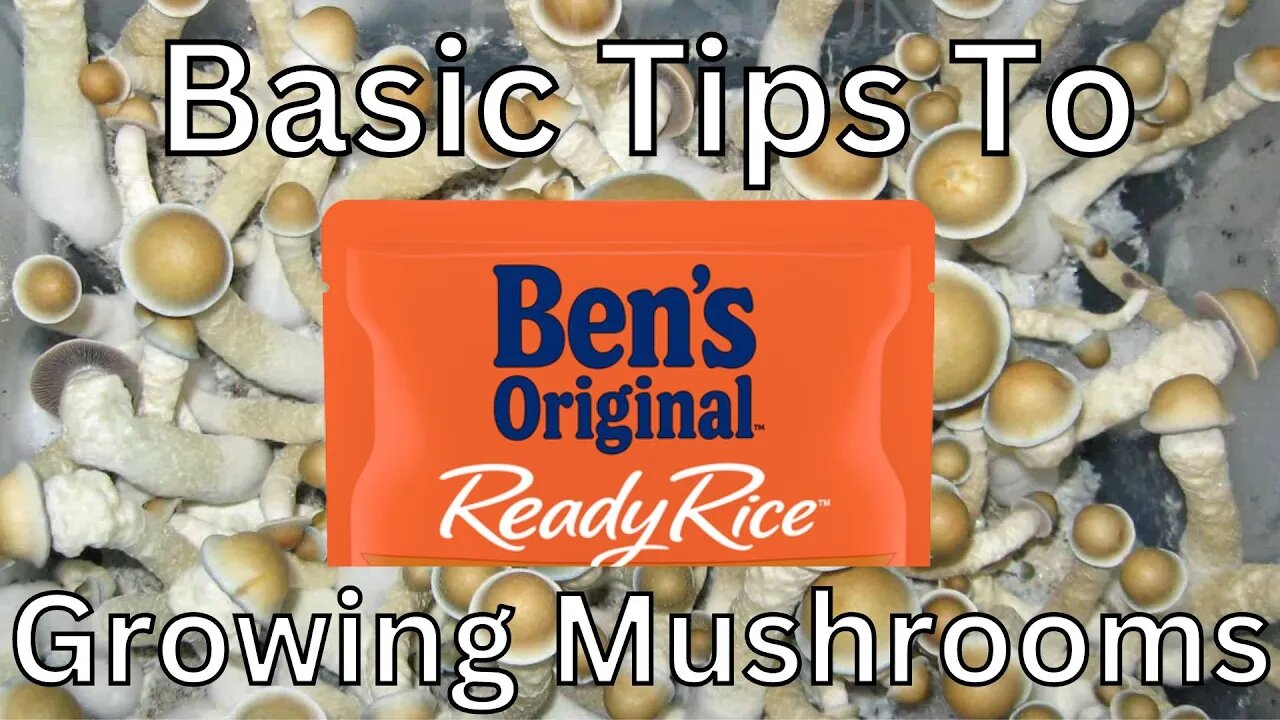 Basic tips to growing mushrooms with 90 Sec Mycology