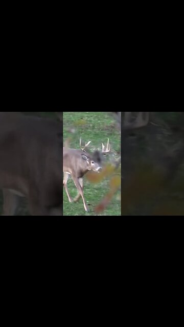 Whitetail bucks during the rut are DETERMINED #deer #deerhunting #hunting #biology #shorts