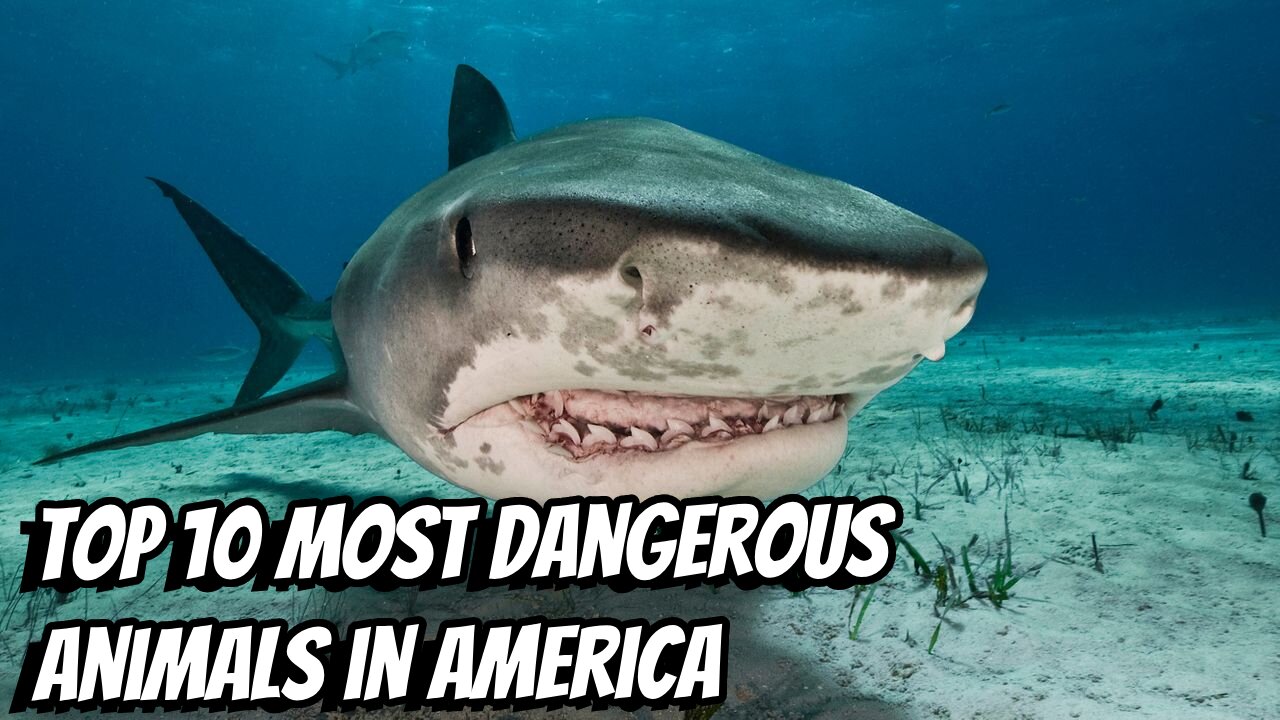 AMERICA'S MOST DANGEROUS ANIMALS