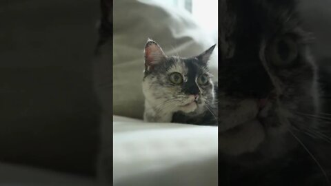 KUCING LUCU #PART 67