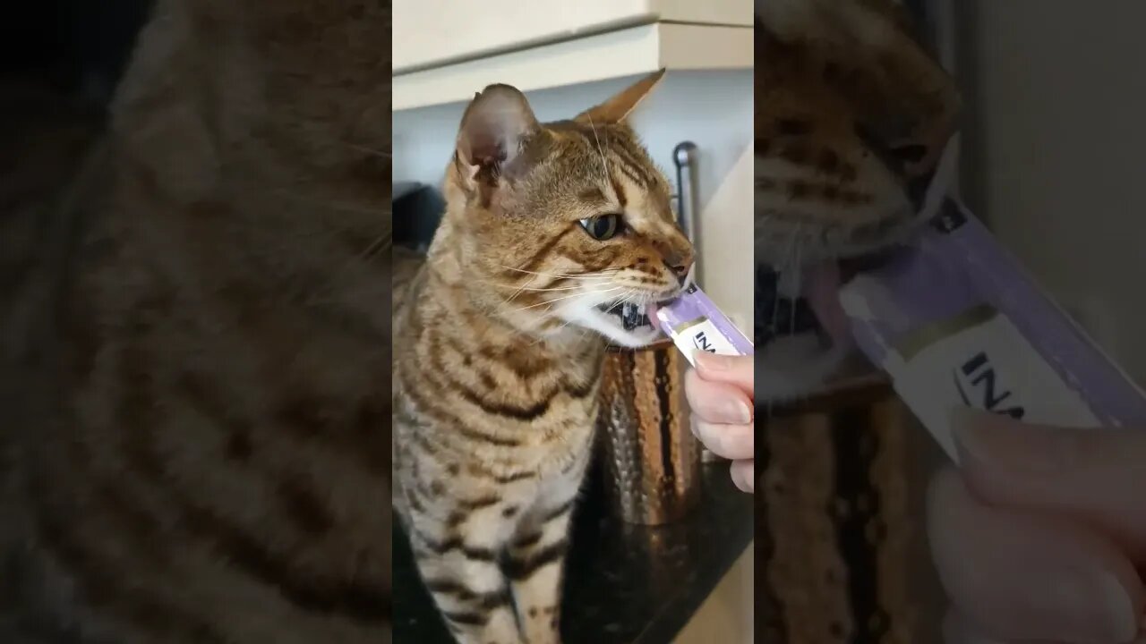 Cat eats a whole Churu treat in one minute #cutecat #viralcat #bengalcat