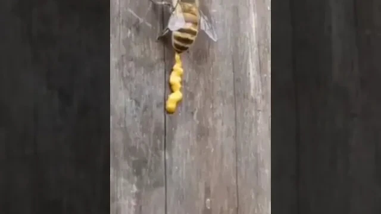 mais qu'est ce qu'elle fait cette abeille 😯😯😯