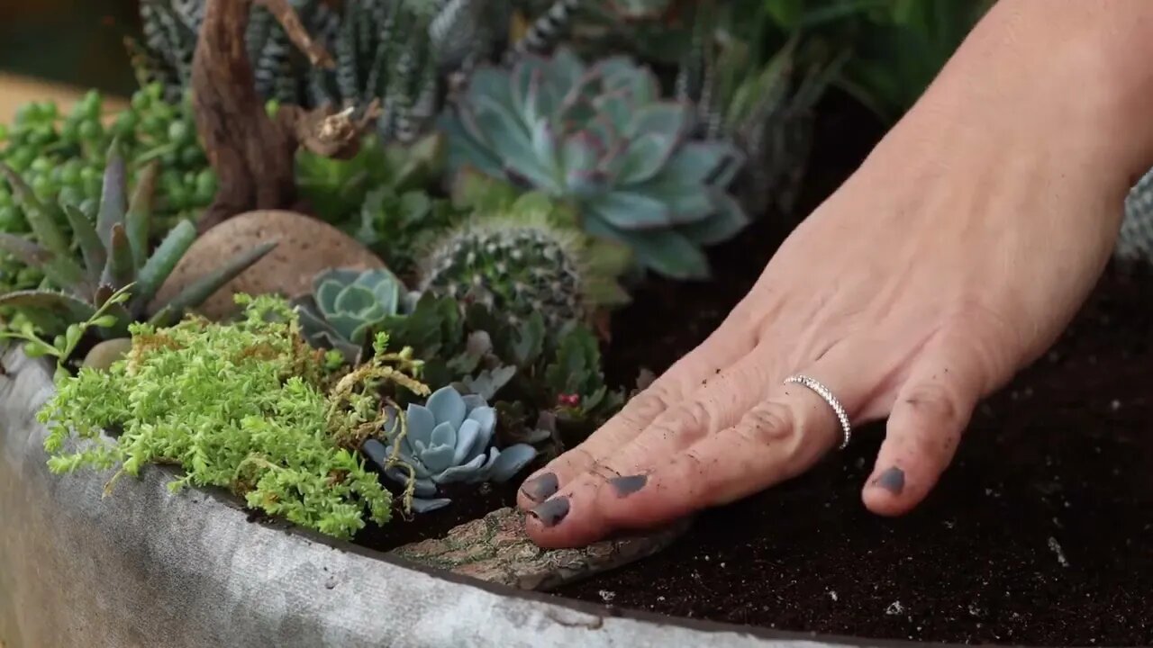 Succulent Treehouse Fairy Garden!