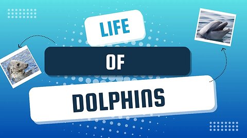 Do Dolphins Have a Secret Life You Never Thought of?