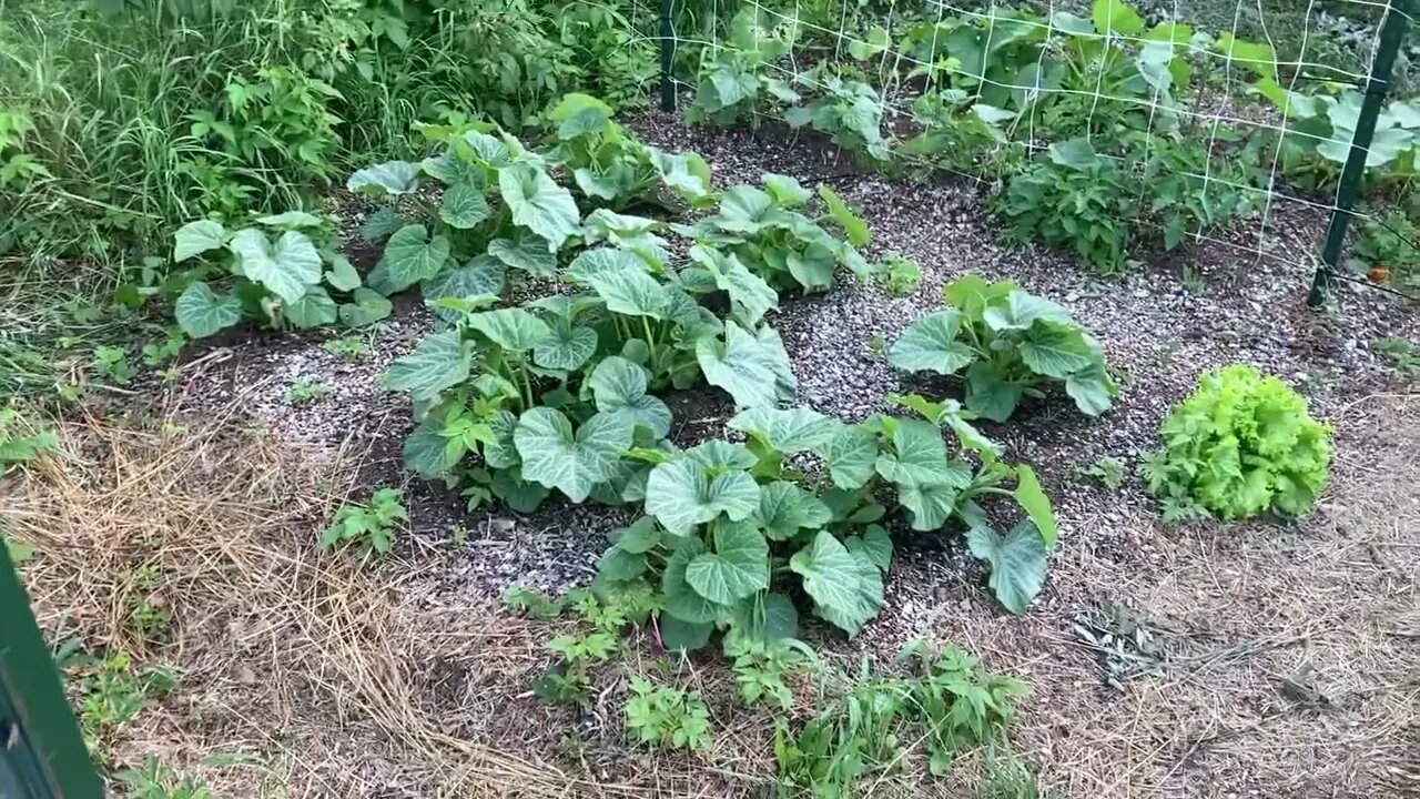 4th of July and checking in on the Squash garden (2022)