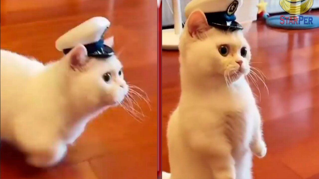 The Captain Cat 😂