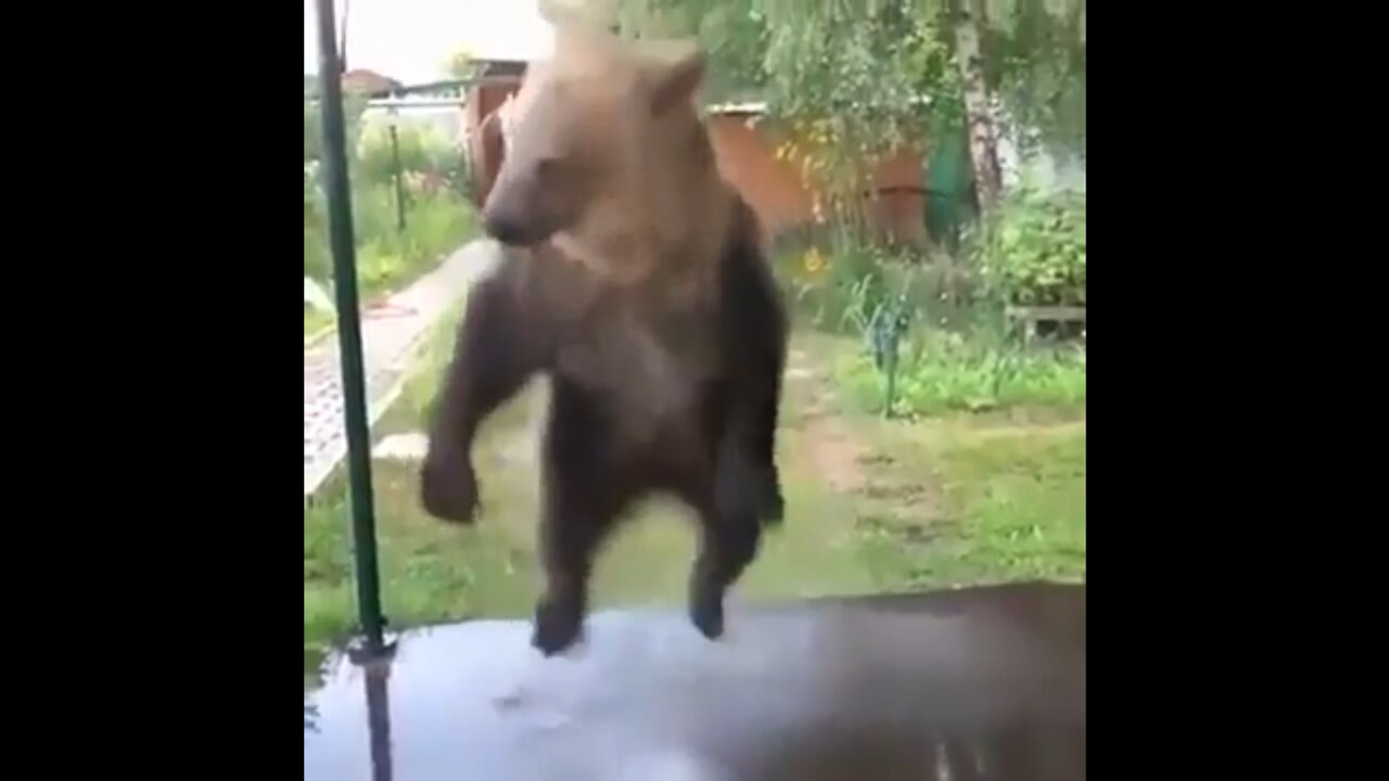 Funny Bear, taking a shower and inventing his own dance