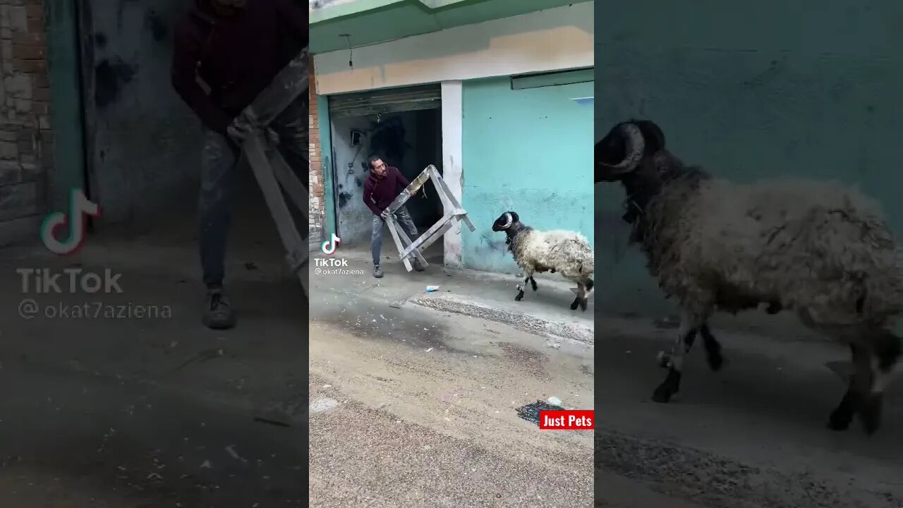 Man vs Sheep #shorts Funniest animals videos 2021 Try not to Laugh