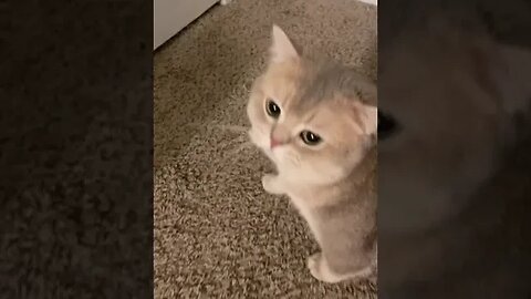 CAT VIDEO