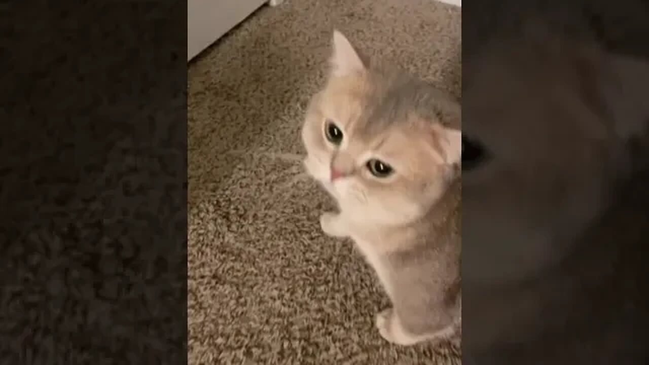 CAT VIDEO