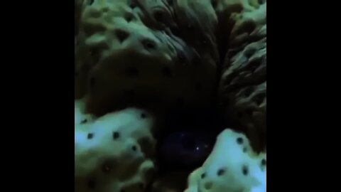 New types organisms in Sea | #Shorts #Animals