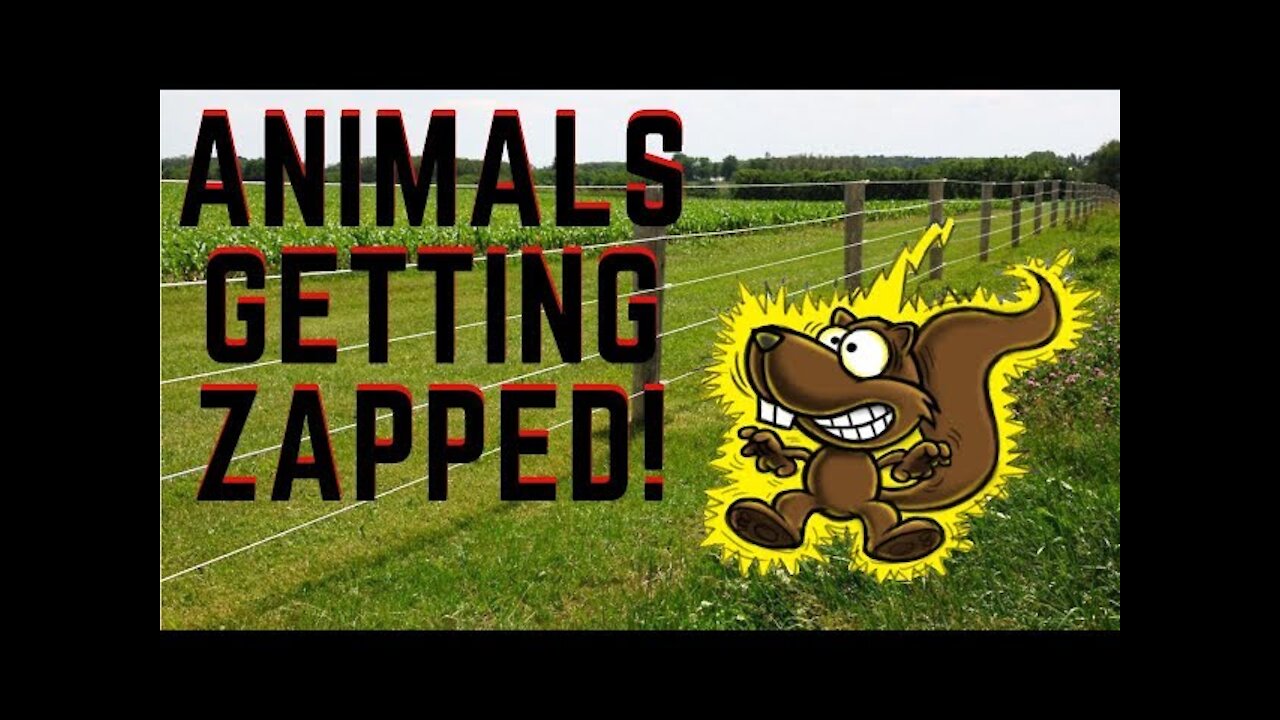 Animals Getting Shocked with Funny Sound Innocents!!