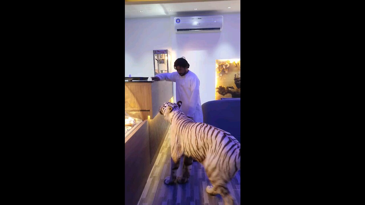 Tiger want a Sandwich 😅😅