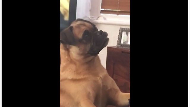 Head-tilting pug listens intently to plans for the day