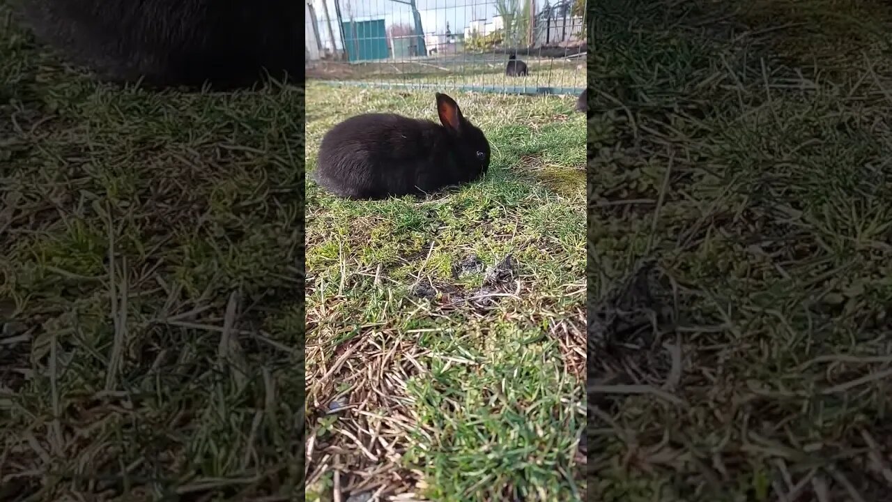 Easter Bunny Close up.