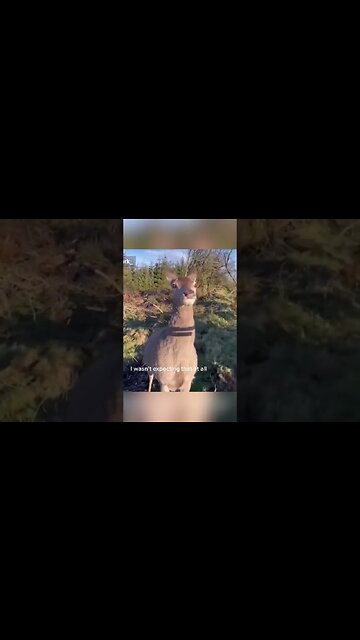 Deer Hunting Unexpected Friend #shorts