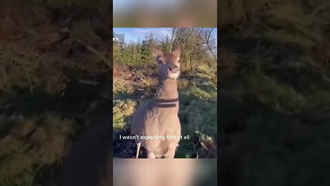 Deer Hunting Unexpected Friend #shorts