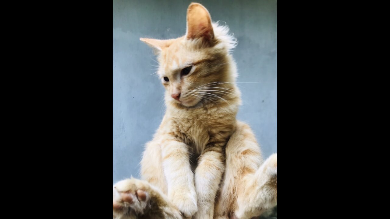 🥳My Cute Cat Dagakara pet