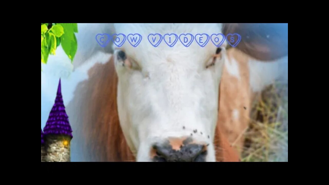 Cows videos 2022,#shorts#,cow video #, #gowmata#, #animallove#