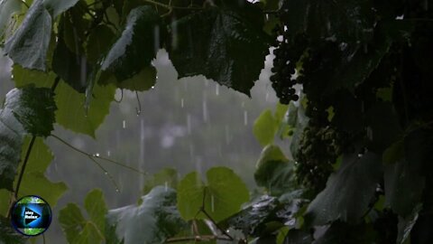 relaxing music to sleep soundly in the rain