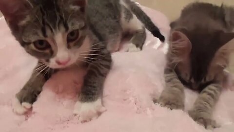 THE BEST CUTE AND FUNNY ANIMAL #funnyvideos #funny #fuuny