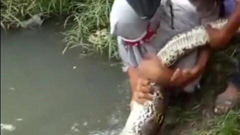 someone catches a python