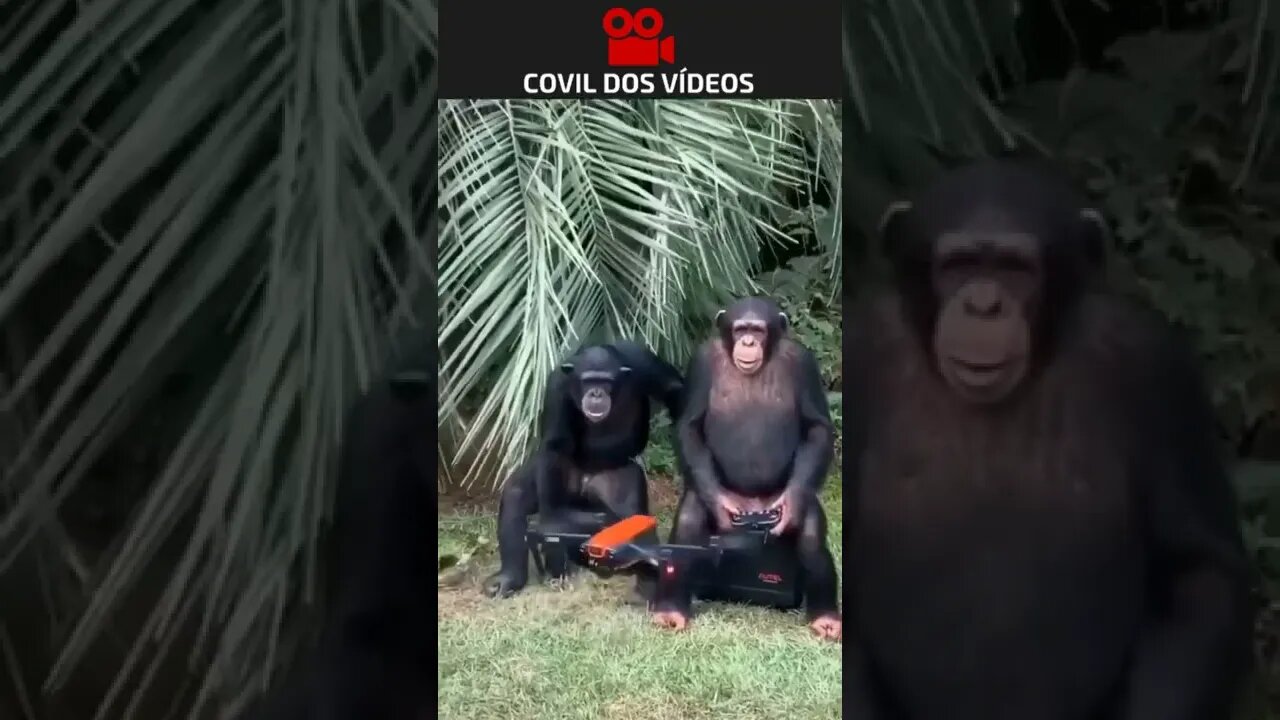 macaco pilotando um drone