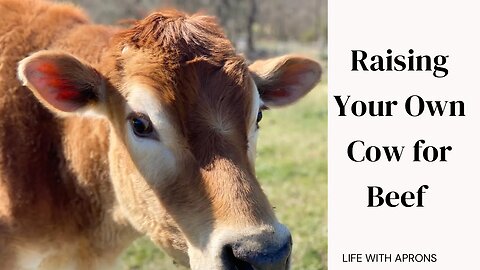 Raising your own cow for beef