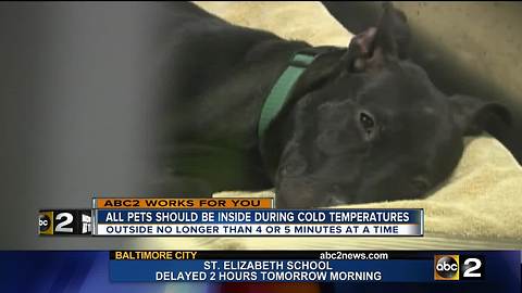 Keep your pets safe from the bitter cold