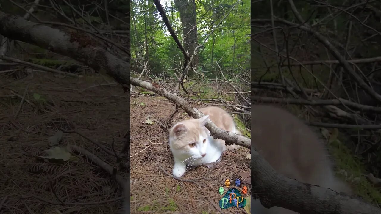 Rytlock relaxes under a branch.
