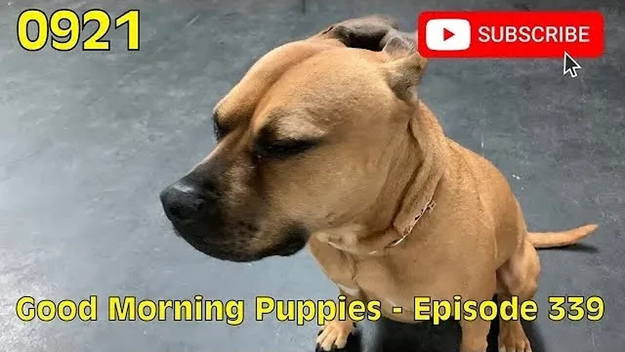 [0921] GOOD MORNING PUPPIES - EPISODE 339 [#dogs #doggos #doggos #puppies #dogdaycare]