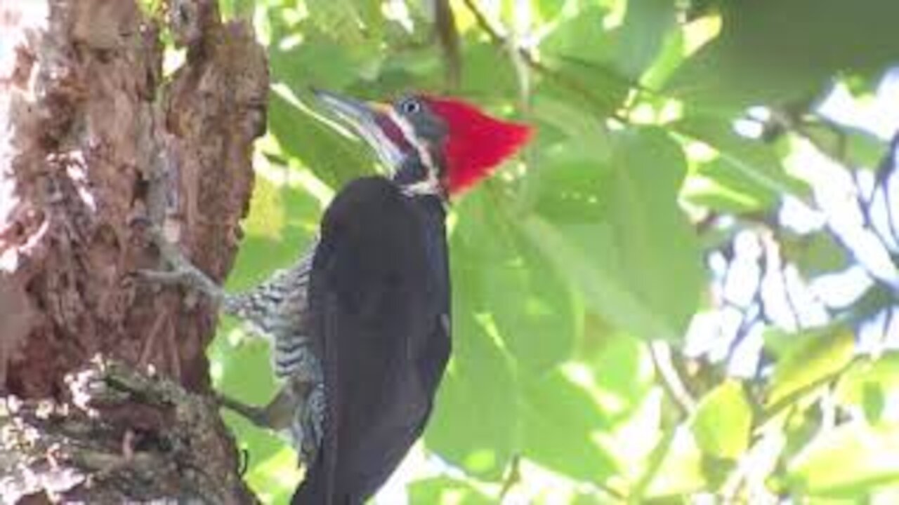 Crimson-crested Woodpecker (Campephilus melanoleucos)