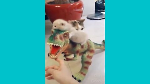 kitten on top of the dinosaur