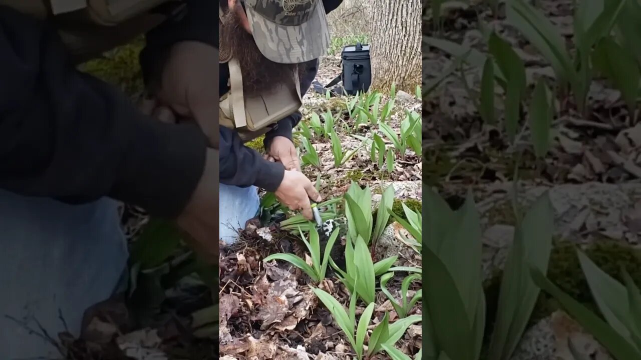 Spring is here and ramp season is coming. #forging #ramps #forge #food