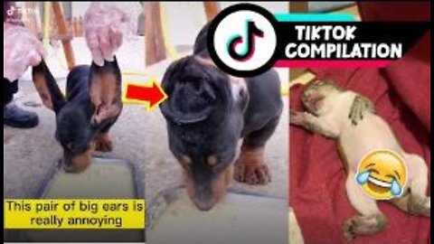 TikTok Funny Animals 2021 - #shorts Compilation