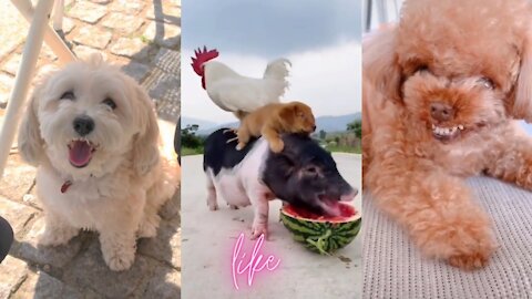 Dog Funny Dog Videos | Rolling On_The_Floor_Laughing_Funny Dog #ShortVideo #RembleVideo